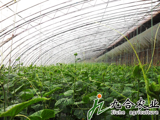 鋼架溫室|溫室大棚|溫室大棚建設(shè)|溫室大棚造價|溫室大棚圖片|溫室大棚建造 鋼架溫室|溫室大棚|溫室大棚建設(shè)|溫室大棚造價|溫室大棚圖片|溫室大棚建造