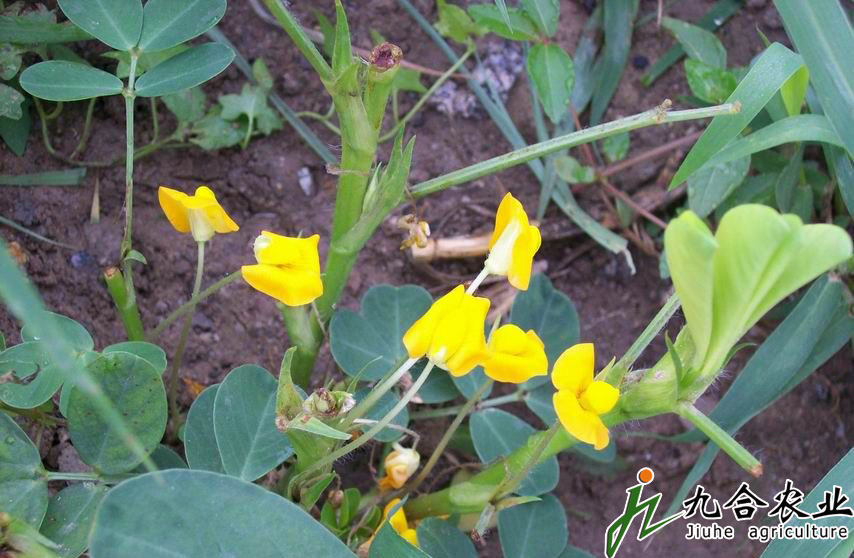 花生開(kāi)花與受精詳細(xì)介紹 花生開(kāi)花與受精詳細(xì)介紹
